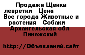 Продажа Щенки левретки › Цена ­ 40 000 - Все города Животные и растения » Собаки   . Архангельская обл.,Пинежский 